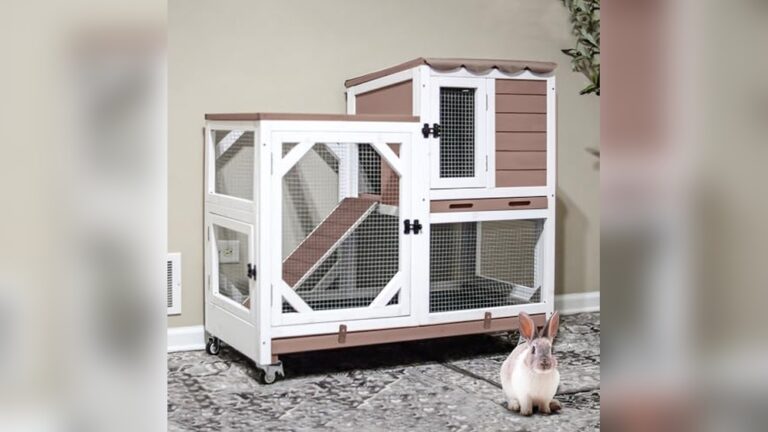 Best Hutch for Two Rabbits: Top Cozy & Spacious Picks 2024