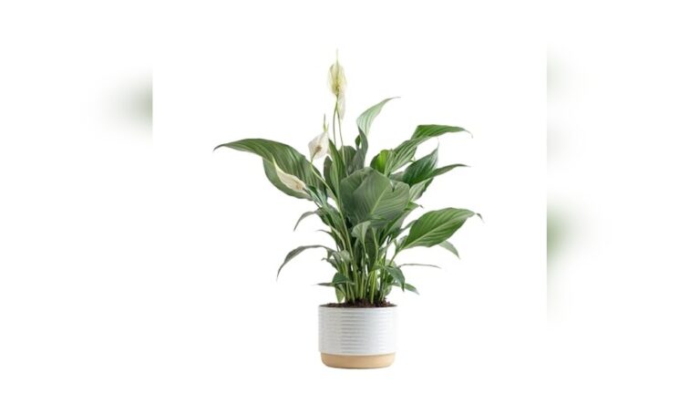 Top Best Air Purifier Plants for Home to Breathe Fresh Air