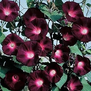 50+ Dark Red Morning Glory Seeds