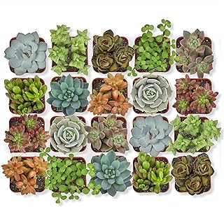 Altman Plants Live Succulent (20 Pack)