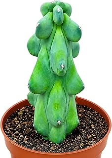 Boobie Cactus Live Plant