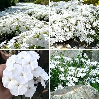 CarpetC 1000+ White Phlox Seeds Planting