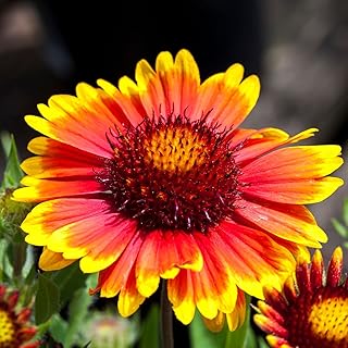 Clovers Garden Blanket Flower (Gaillardia) Arizona