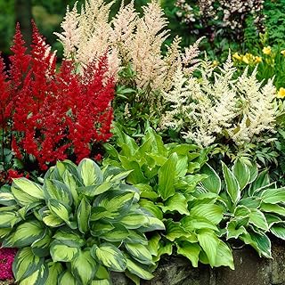 Complete Shade Perennial Flower Bulb Garden