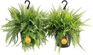 Costa Farms Boston Fern (2-Pack) Live