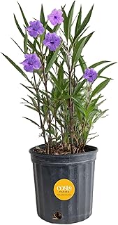Costa Farms Ruellia Live Outdoor Plant