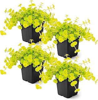 Creeping Jenny Live Plant (Lysimachia nummularia)