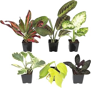 Easy Grow Live Houseplants (6 Pack)