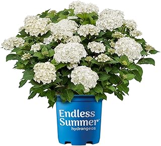 Endless Summer 1 Gal Dream Cloud