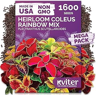KVITER 1600 Rainbow Coleus Seeds Planting
