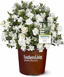 Perfect Plants Jubilation Gardenia Southern Living