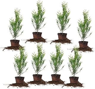 Perfect Plants Thuja Green Giant 2ft