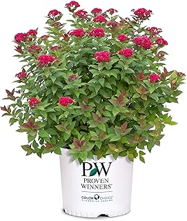 Proven Winners 2 Gal Double Play