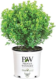 Proven Winners 2 Gallon Sprinter Boxwood