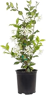 Star Jasmine 'Large Leaf' (2.5 Quart)